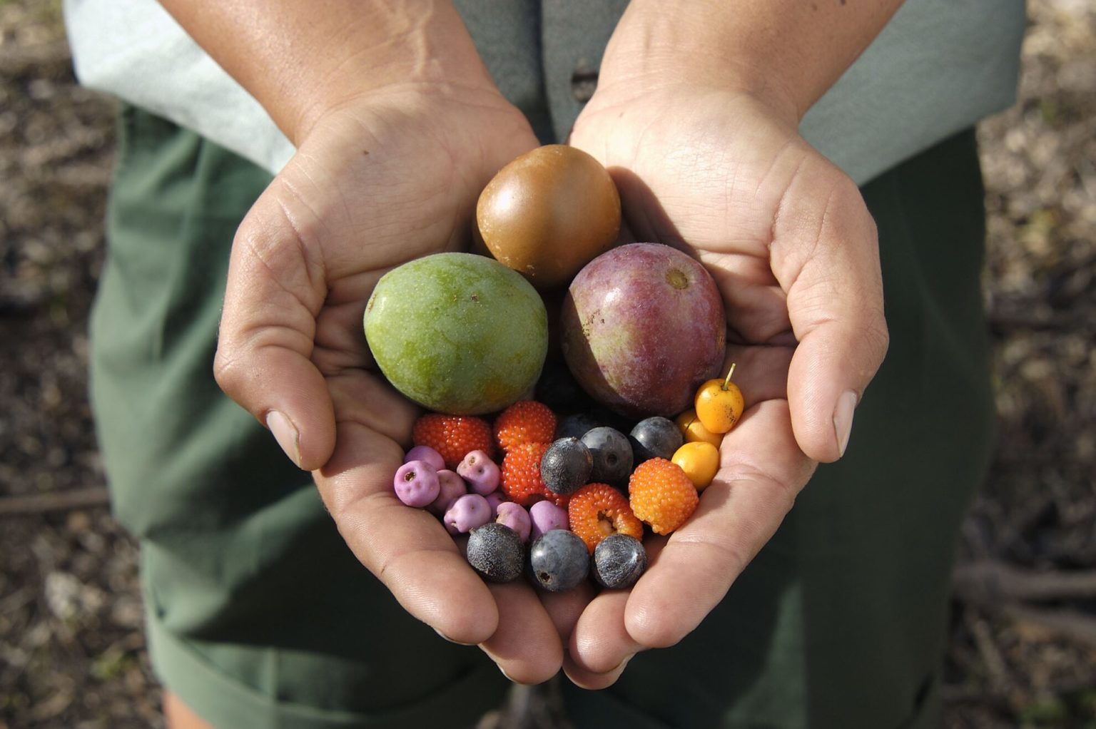 bush-foods-nsw-schools-reconciliation-challenge